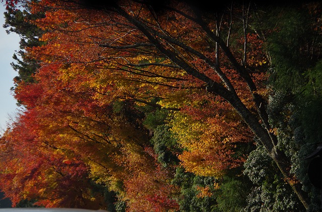 高野山の紅葉