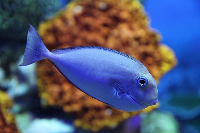 魚