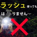 フラッシュを使用して蛍（ほたる)を撮影しているバカｗｗｗｗｗ